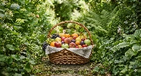 Fruits